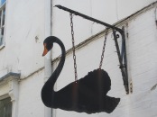 Black swan, Rye.